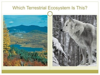 Which Terrestrial Ecosystem Is This?
 