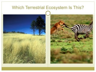 Which Terrestrial Ecosystem Is This?
 