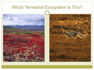 Which Terrestrial Ecosystem Is This?
 