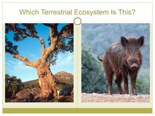 Which Terrestrial Ecosystem Is This?
 