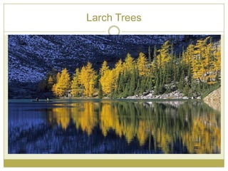 Larch Trees
 