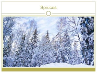 Spruces
 