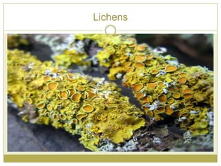 Lichens
 