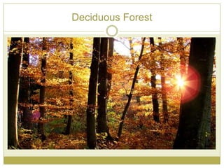 Deciduous Forest
 