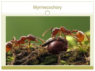 Myrmecochory
 