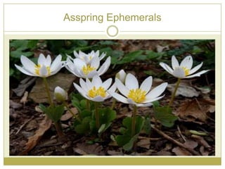 Asspring Ephemerals
 