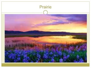 Prairie
 