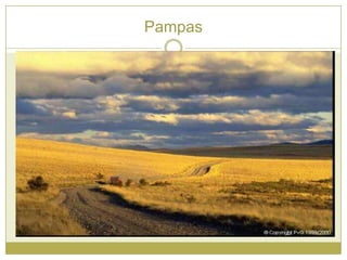 Pampas
 