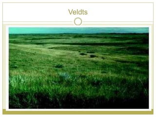 Veldts
 