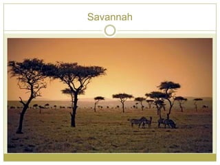 Savannah
 