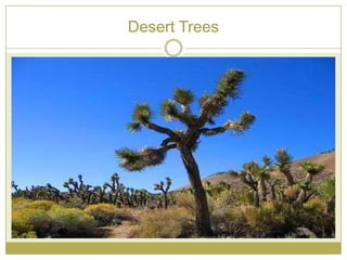 Desert Trees
 