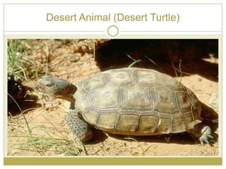 Desert Animal (Desert Turtle)
 