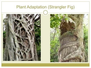 Plant Adaptation (Strangler Fig)
 