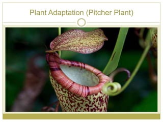 Plant Adaptation (Pitcher Plant)
 