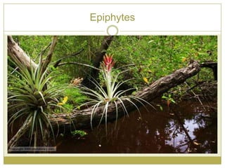 Epiphytes
 