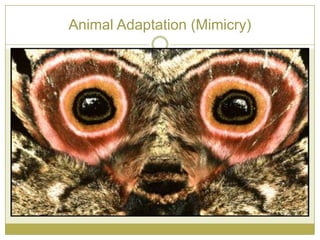 Animal Adaptation (Mimicry)
 
