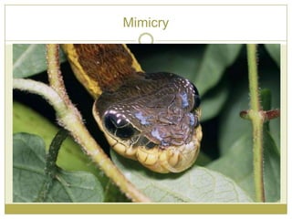Mimicry
 