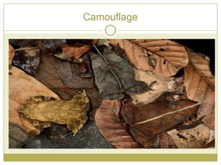 Camouflage
 