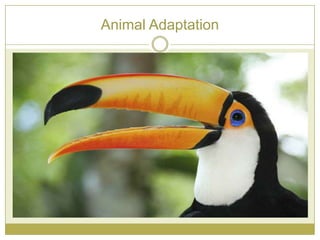 Animal Adaptation
 