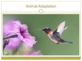 Animal Adaptation
 