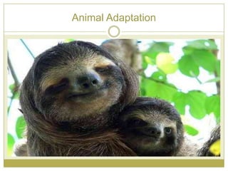 Animal Adaptation
 