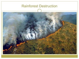 Rainforest Destruction
 