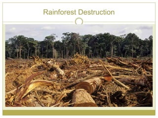 Rainforest Destruction
 