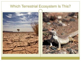Which Terrestrial Ecosystem Is This?
 