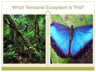 Which Terrestrial Ecosystem Is This?
 
