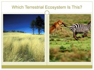 Which Terrestrial Ecosystem Is This?
 