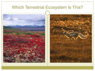 Which Terrestrial Ecosystem Is This?
 