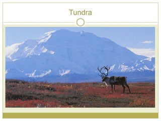 Tundra
 