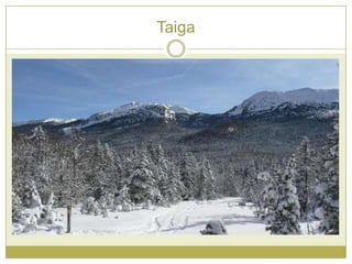 Taiga
 