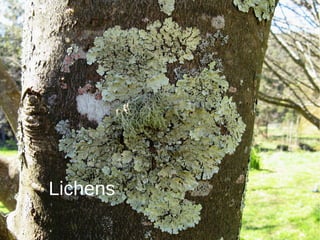 Lichens
Lichens
 