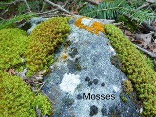 Mosses
 
