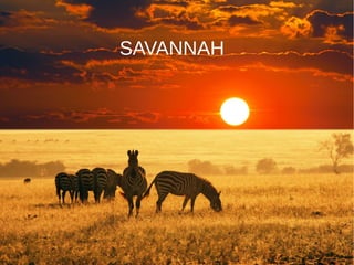 SAVANNAH
 