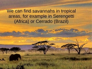 We can find savannahs in tropical
areas, for example in Serengetti
(Africa) or Cerrado (Brazil)
 