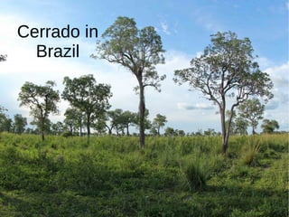 Cerrado in
Brazil
 