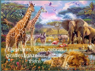 Elephants, lions, zebras,
giraffes, gazelles, etc. live
there.
 