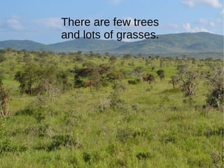 There are few trees
and lots of grasses.
 