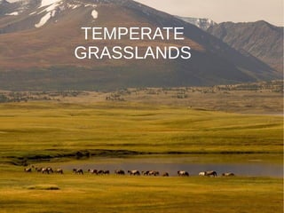 TEMPERATE
GRASSLANDS
 