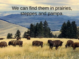 We can find them in prairies,
steppes and pampa.
 