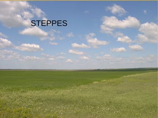 STEPPES
 