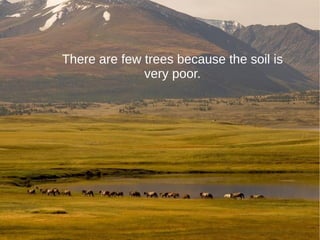 There are few trees because the soil is
very poor.
 