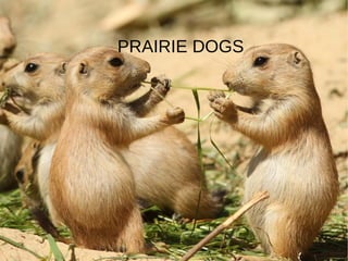 PRAIRIE DOGS
 