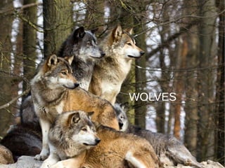 WOLVES
 