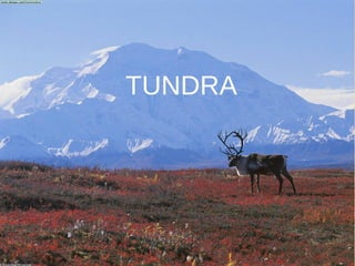 TUNDRA
 