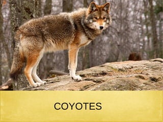 COYOTES
 