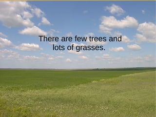 There are few trees and
lots of grasses.
 