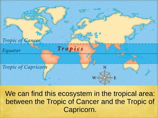 We can find this ecosystem in the tropical area:
between the Tropic of Cancer and the Tropic of
Capricorn.
 